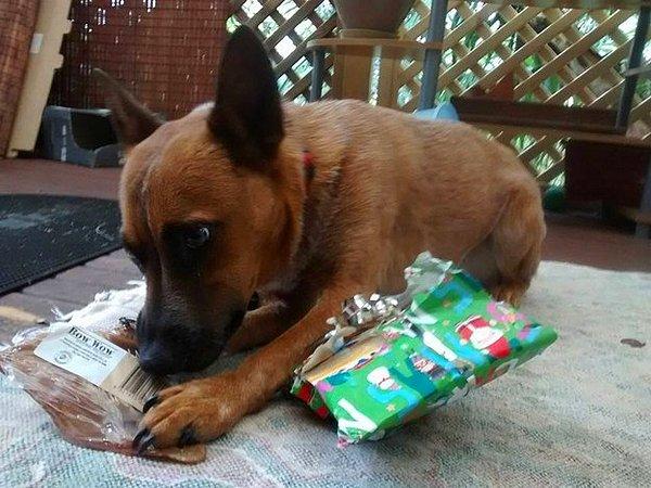 9. Yeni yılın gelmesini herkesten daha heyecanlı bir biçimde bekliyorsunuz, sonuçta size hediyeler köpeğinize de oynayabileceği hediye paketleri gelecek!
