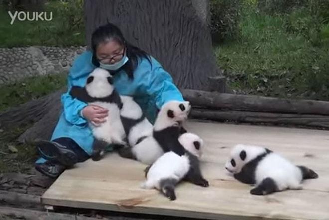 Dünyanın 'En En' Güzel İşi: Pandalara Sarılarak 32 Bin Dolar Kazanın