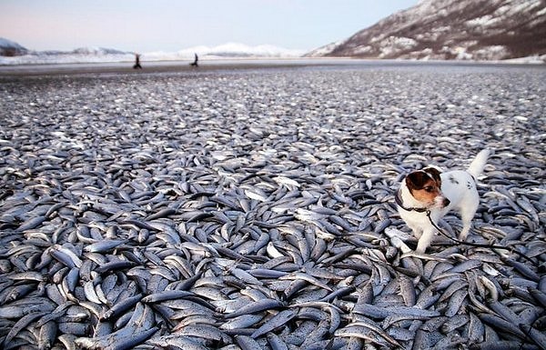 11. Европейцы любят порыбачить на норвежских просторах, поскольку при этом у них не требуют какую-либо лицензию.