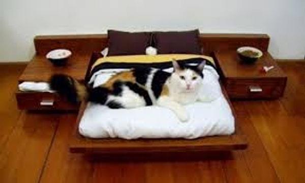 3. Kedi Yatağı