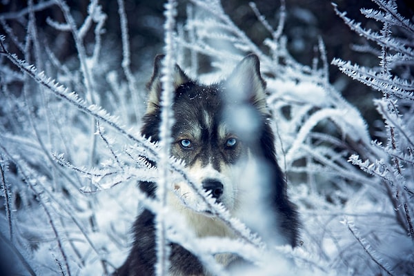 Девушка спасла собаку, но не могла себе даже представить, что в результате он спасет ее.