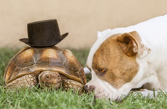 Необычная парочка: собака и черепаха покоряют Instagram