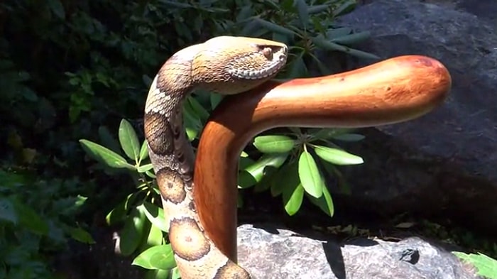 Tutmaya Cesaret Edemezsiniz: Baston Üzerine Aşırı Gerçekçi Yılan Yapılışı