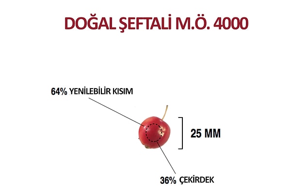 Yabani Şeftali