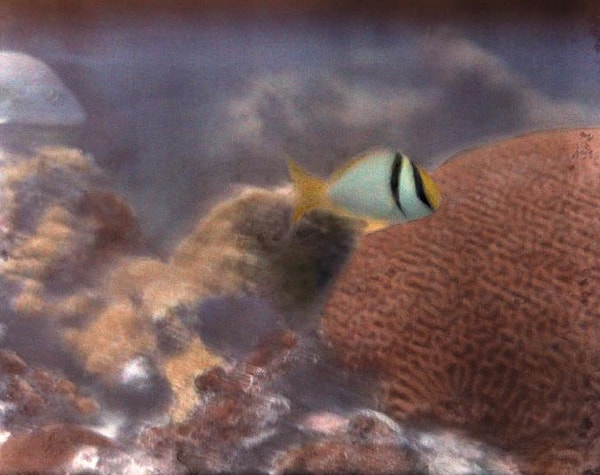 4. Фотография этой рыбки под названием "porkfish", разновидность которой обитает в Центральной и Южной Америке, стала первым цветным фотоснимком, сделанным под водой и была опубликована в статье National Geographic.