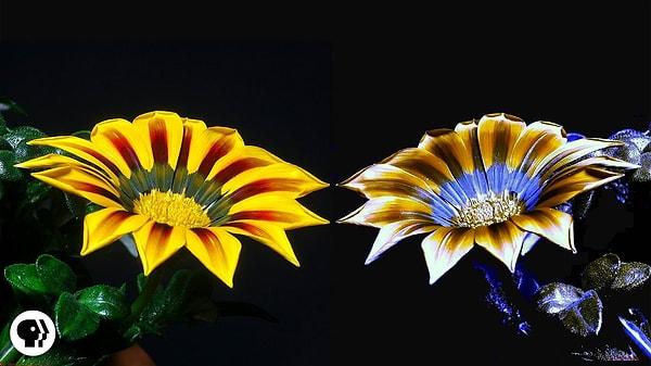 8. Çiçekler, insanlara göre evrilmediler. Bu yüzden farklı ışık frekansları altında farklı görünüyorlar.