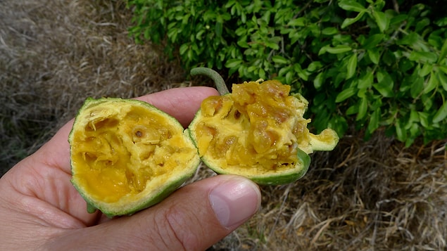 Yabani Portakal