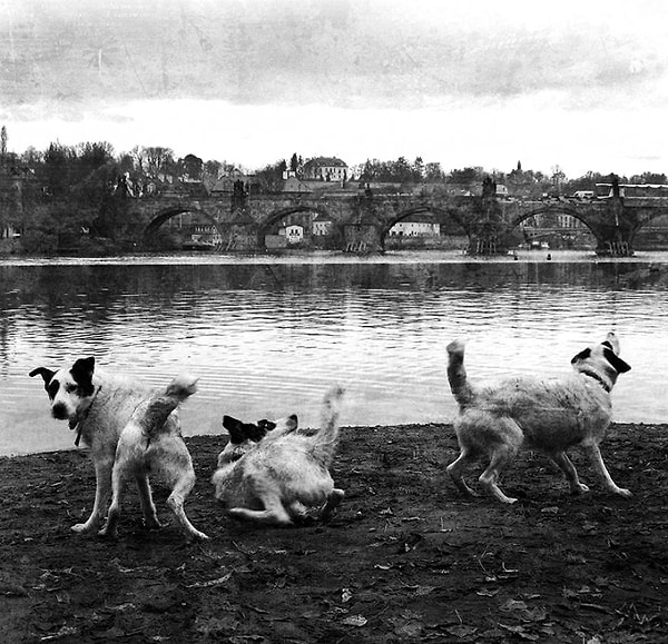 Понадобилось пять лет, чтобы он смог начать гулять без поводка
