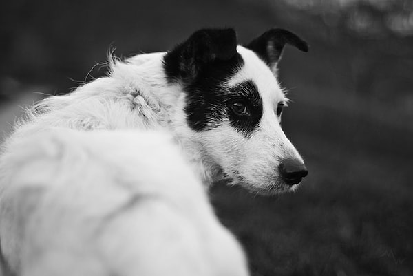 Когда его выгуливали, он пытался убежать, так как первые хозяева не приучили его к выгулу