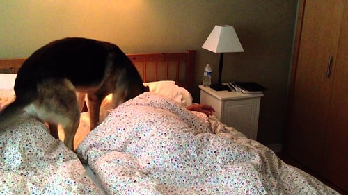 You can never sleep properly. They always interrupt your sleep.