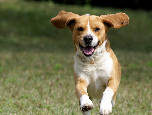 6. Köpeğinizle zaman geçirin