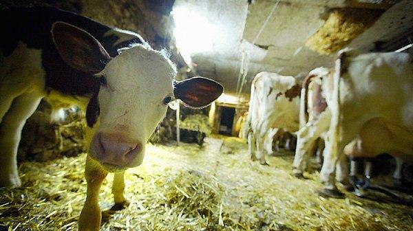 Süt üreticileri, etteki kârı görerek hayvanlarını kesmeye başladı