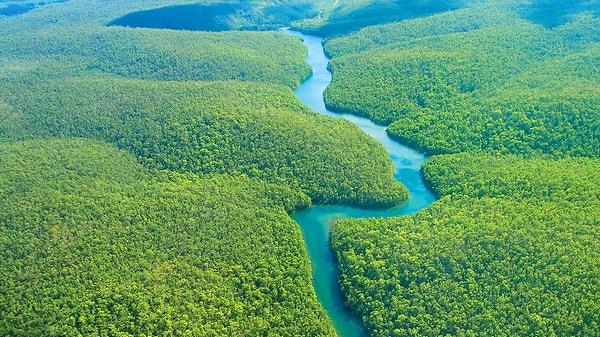 12. Amazon Yağmur Ormanları'ndan en çok keresteyi Japonya satın alıyor.
