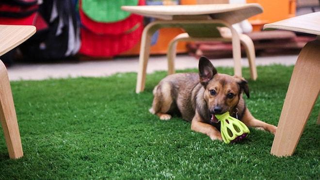 CV'leri Hazırlayın: Dünyanın En Köpek Dostu Ofisinden İçinizi Isıtacak 15 Nefis Fotoğraf