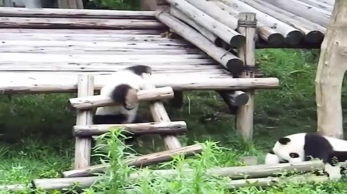 Ahşap Merdivenden İnmeyi Beceremeyen Aşırı Şapşal 3 Panda