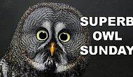 Superb Owl Sunday или как отрываются в интернете