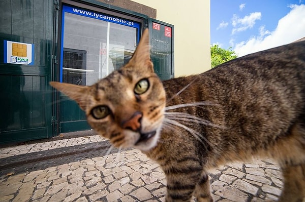 6. Добрый день, фотобомбу не желаете?