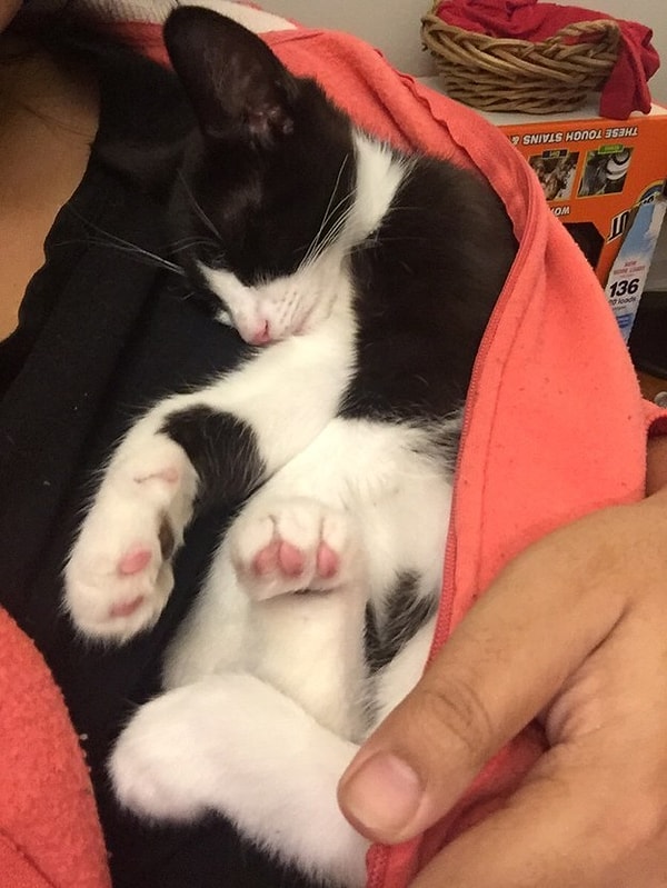 8. Милаха уснул в свитере хозяина. ^____^