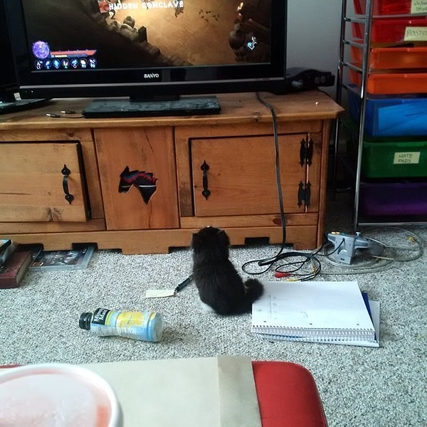 13. Маленький пушистый геймер.