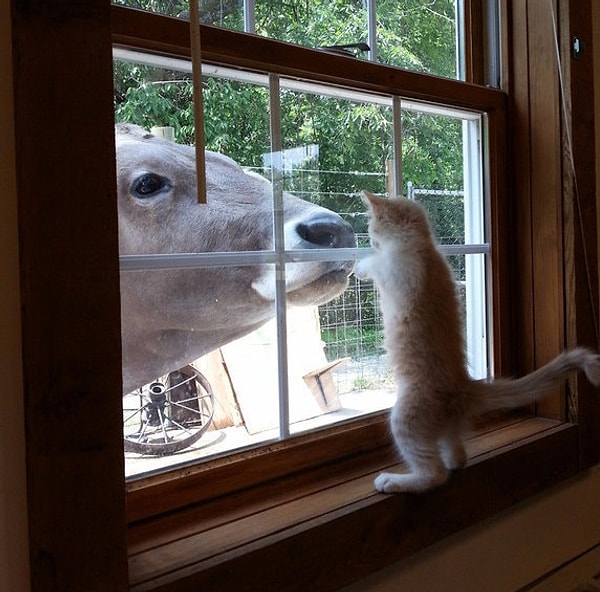 22. Любопытная Варвара хочет потрогать своего большого друга.