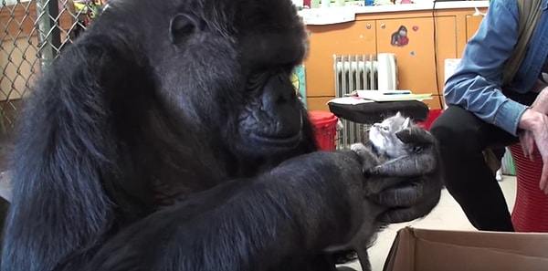 27. Знакомство с новым лучшим другом.