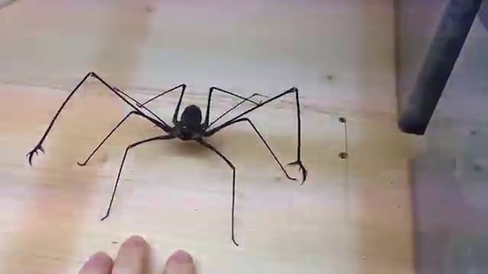 На лицо ужасные, добрые внутри: какими бывают африканские пауки