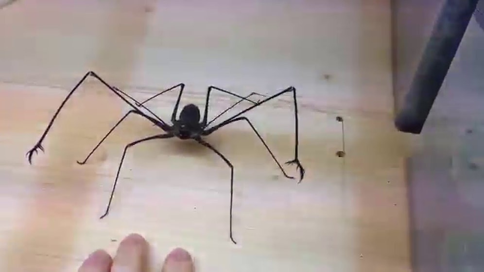 На лицо ужасные, добрые внутри: какими бывают африканские пауки