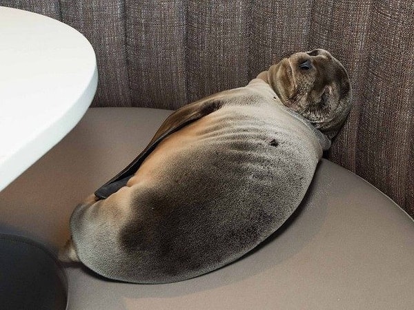 "Официант, ну что так долго? Все еще готовите?"