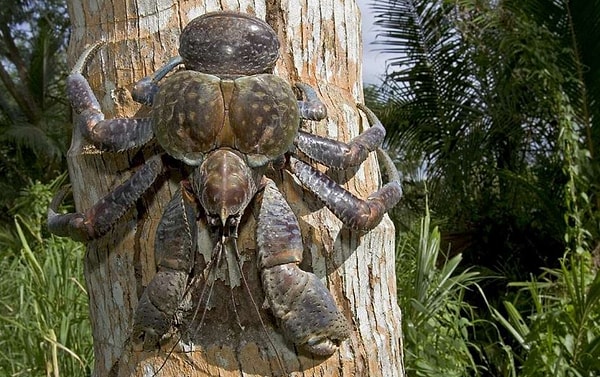 Кстати, сами они питаются содержимым расколотых кокосовых орехов.