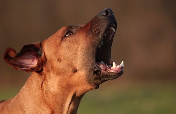 7. North Brook, Illinois'de bir köpeğin 15 dakikadan uzun süre havlaması, yasaya göre suç sayılıyormuş.