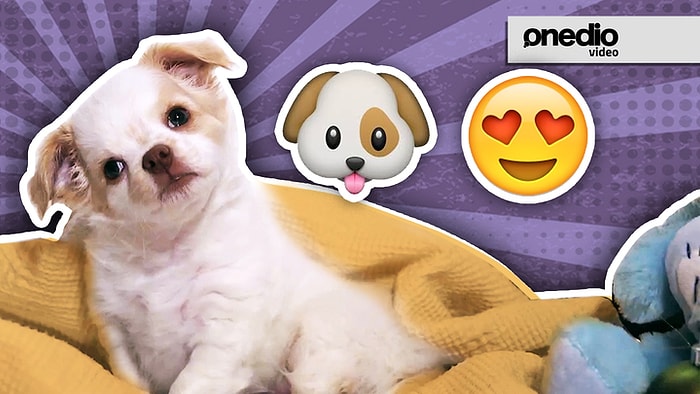 Bir Köpeğin Ağzından 6 Günü