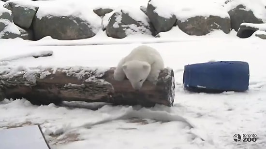 Hayatında İlk Defa Karla Tanışan Sevimli Yavru Kutup Ayısı