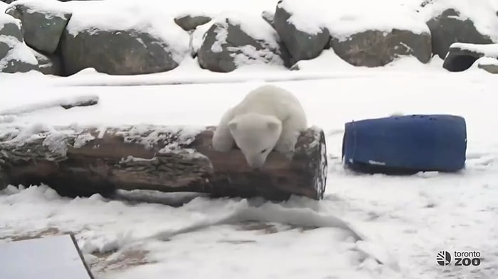Hayatında İlk Defa Karla Tanışan Sevimli Yavru Kutup Ayısı