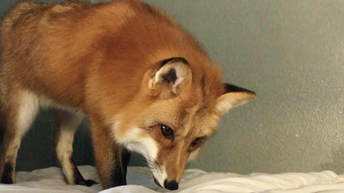 Beyaz Çarşaf Kafasını Karıştırdı: Yatağı Kar Zanneden Sevimli Tilki