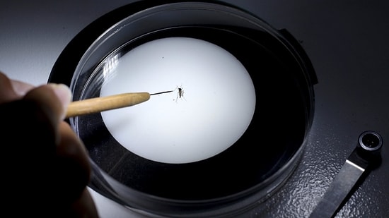 Zika Tehdidi Büyüyor: Tüm Brezilya Ordusu Seferber Oldu