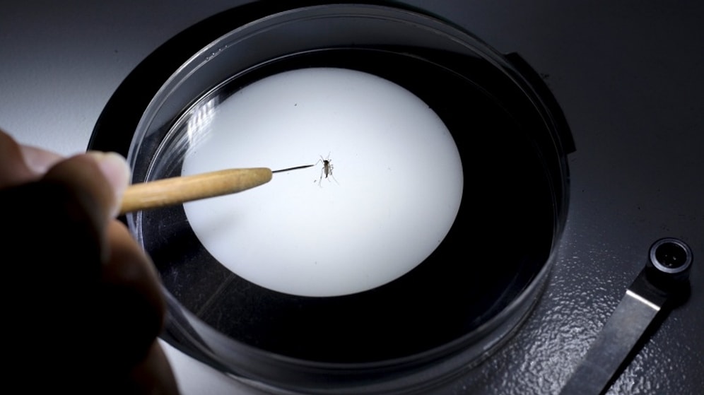 Zika Tehdidi Büyüyor: Tüm Brezilya Ordusu Seferber Oldu