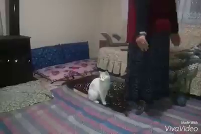 Kadına Namaz Kıldırmayan Münafık Kedi