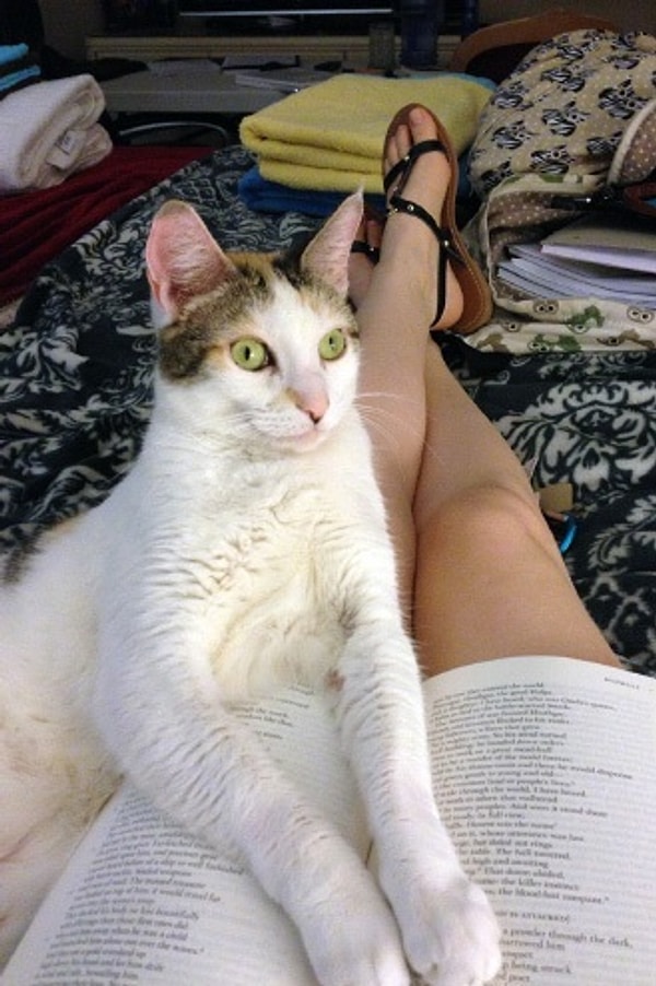 7. Я никуда не уйду, пока ты меня не погладишь!