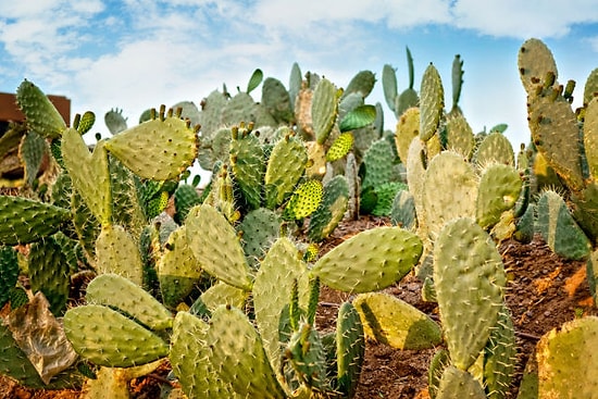 Kaktüs Gücüyle Çalışan İlk Biyogaz Tesisi Meksika'da Açıldı