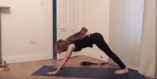 Kimisi Futbol Oynuyor Kimisi Yoga Yapıyor: İnsan Gibi Davranan 6 Hayvan