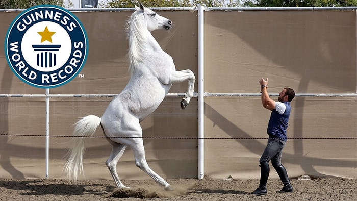 İki Ayağı Üzerinde 10 Metre Giderek Guinness Rekorlar Kitabına Giren Yetenekli At