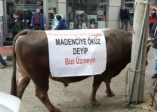Cerattepe İçin Boğalı Protesto