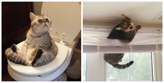 11 котов, пожалевших о своем решении