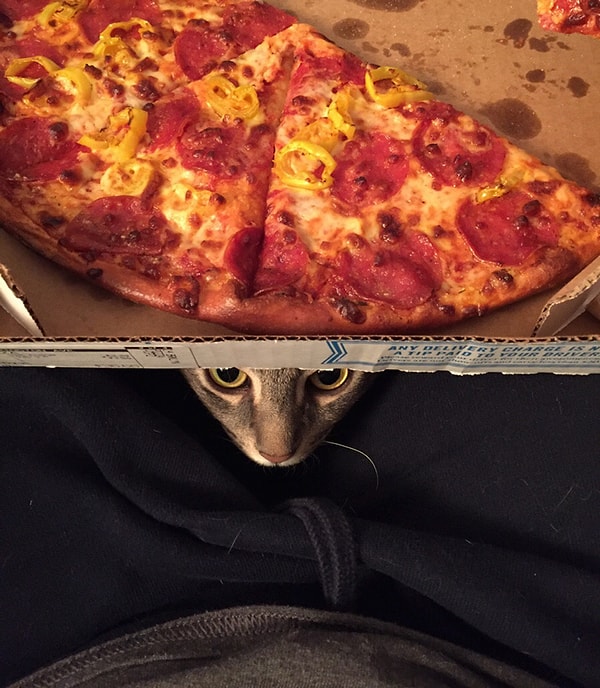 1. Когда Сара и Грант взяли Уилбура к себе домой, то он казался самым обычным котом