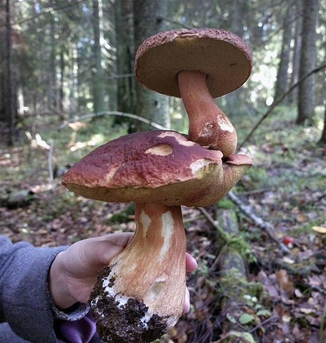 17. Mantar üstünde mantar