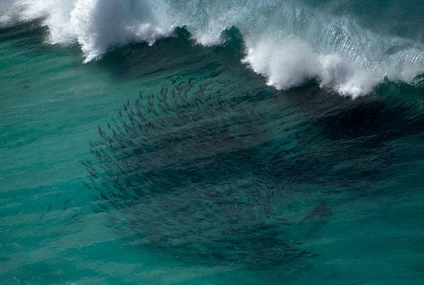 18. Bir köpek balığı, göç eden somonları sığ yerlere doğru yönlendiriyor. Baxter Cliffs, Avustralya. Nisan, 1995.