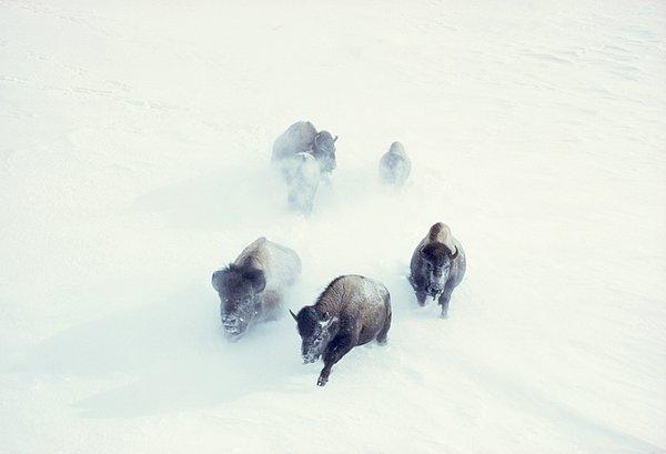 14. Yellowstone Ulusal Parkı'ndaki Amerikan bizonları karın içinde ilerlemeye çalışırken. Kasım, 1967.