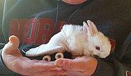 Кролик на колесах: новая жизнь парализованного крохи