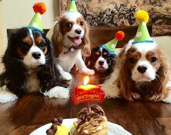 23 фото милых щенков породы кавалер кинг-чарльз-спаниель