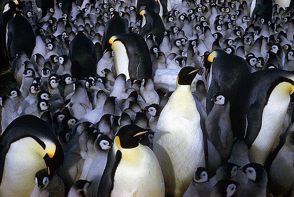 21. İmparator penguen yavruları, ısınmak için diğer yavrular ve yetişkinlere sokuluyor. Antarktika. Eylül, 1963.